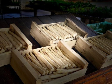 Les asperges des Jardins de Vymm à Lanton